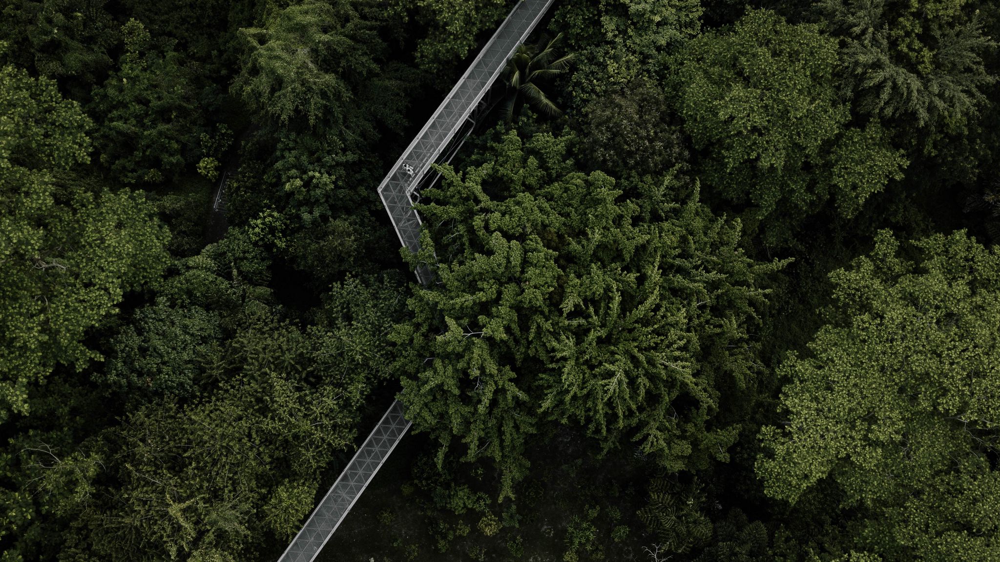 Download wallpaper 2048x1152 trees, bridge, aerial view, forest, green