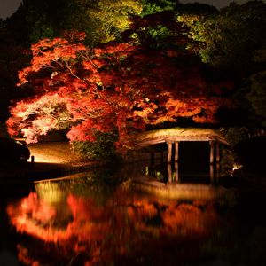 Preview wallpaper trees, bridge, lake, night, dark