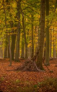 Preview wallpaper trees, brushwood, forest, leaves, autumn