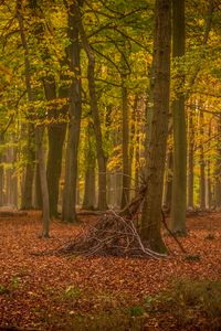 Preview wallpaper trees, brushwood, forest, leaves, autumn