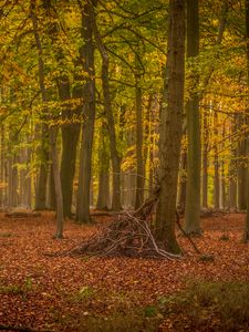 Preview wallpaper trees, brushwood, forest, leaves, autumn