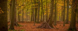 Preview wallpaper trees, brushwood, forest, leaves, autumn