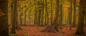 Preview wallpaper trees, brushwood, forest, leaves, autumn