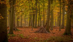 Preview wallpaper trees, brushwood, forest, leaves, autumn