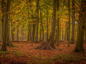 Preview wallpaper trees, brushwood, forest, leaves, autumn