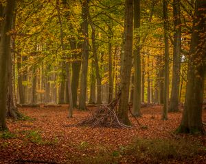 Preview wallpaper trees, brushwood, forest, leaves, autumn