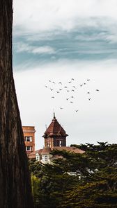 Preview wallpaper trees, buildings, birds, nature