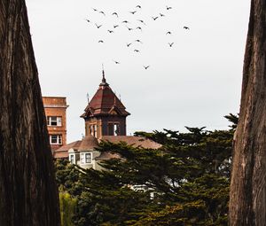 Preview wallpaper trees, buildings, birds, nature