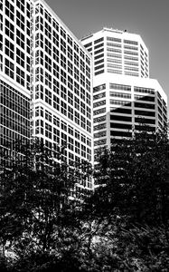 Preview wallpaper trees, buildings, windows, city, bw