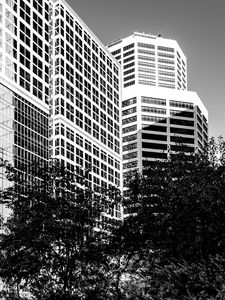 Preview wallpaper trees, buildings, windows, city, bw