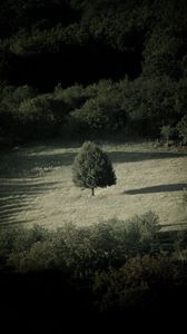 Preview wallpaper trees, bushes, field, nature