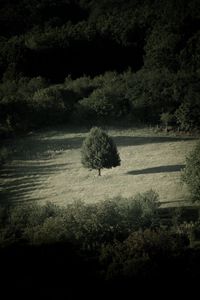 Preview wallpaper trees, bushes, field, nature