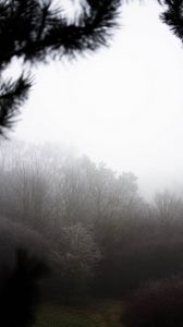 Preview wallpaper trees, bushes, fog, nature
