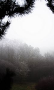 Preview wallpaper trees, bushes, fog, nature