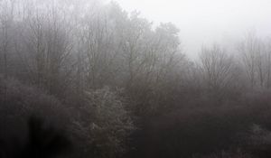 Preview wallpaper trees, bushes, fog, nature