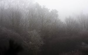 Preview wallpaper trees, bushes, fog, nature