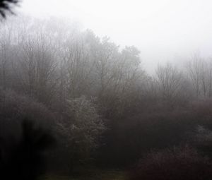 Preview wallpaper trees, bushes, fog, nature