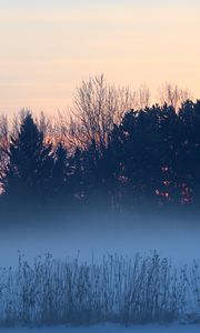 Preview wallpaper trees, bushes, fog, dusk, nature