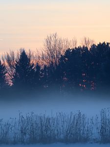 Preview wallpaper trees, bushes, fog, dusk, nature