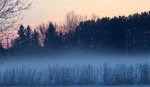 Preview wallpaper trees, bushes, fog, dusk, nature