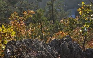 Preview wallpaper trees, bushes, fog, mountains, rocks, light