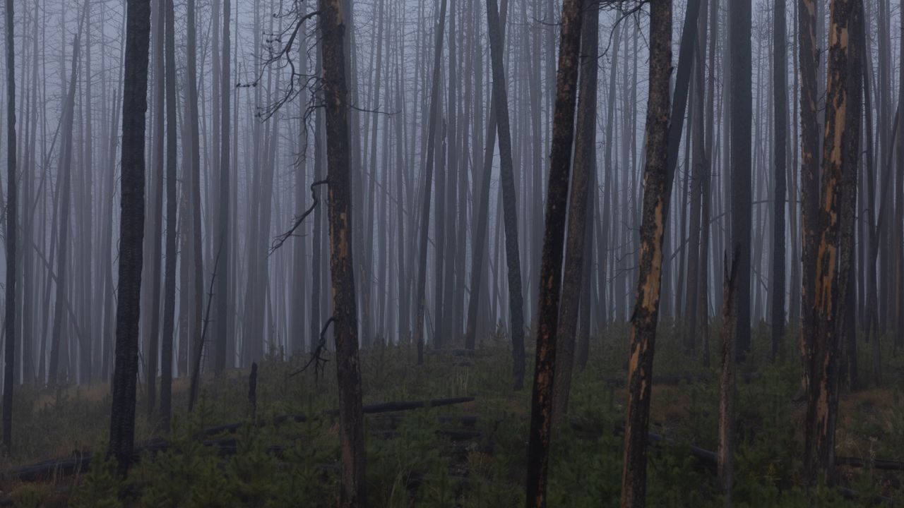 Wallpaper trees, bushes, forest, fog, dark, nature
