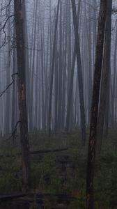 Preview wallpaper trees, bushes, forest, fog, dark, nature