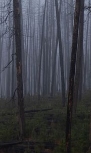 Preview wallpaper trees, bushes, forest, fog, dark, nature