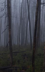 Preview wallpaper trees, bushes, forest, fog, dark, nature