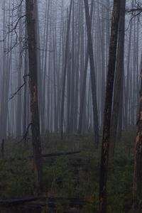 Preview wallpaper trees, bushes, forest, fog, dark, nature
