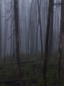 Preview wallpaper trees, bushes, forest, fog, dark, nature