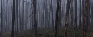 Preview wallpaper trees, bushes, forest, fog, dark, nature