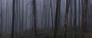 Preview wallpaper trees, bushes, forest, fog, dark, nature