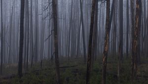 Preview wallpaper trees, bushes, forest, fog, dark, nature