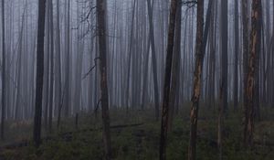 Preview wallpaper trees, bushes, forest, fog, dark, nature