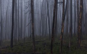Preview wallpaper trees, bushes, forest, fog, dark, nature