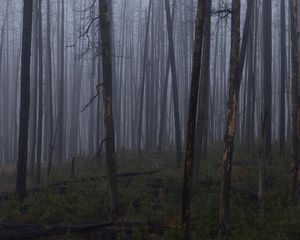 Preview wallpaper trees, bushes, forest, fog, dark, nature