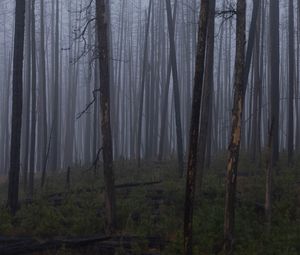 Preview wallpaper trees, bushes, forest, fog, dark, nature