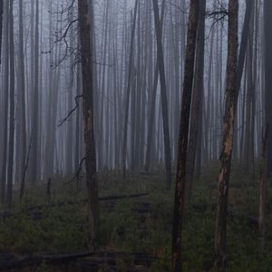 Preview wallpaper trees, bushes, forest, fog, dark, nature