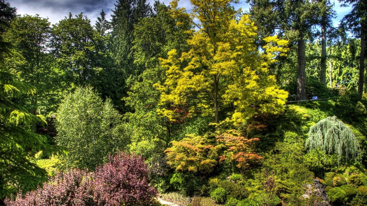 Wallpaper trees, bushes, green, brightly hd, picture, image