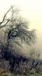 Preview wallpaper trees, bushes, hoarfrost, grass, frosts, october, fog