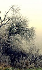 Preview wallpaper trees, bushes, hoarfrost, grass, frosts, october, fog