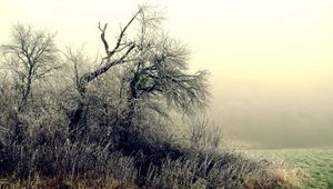 Preview wallpaper trees, bushes, hoarfrost, grass, frosts, october, fog