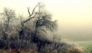 Preview wallpaper trees, bushes, hoarfrost, grass, frosts, october, fog