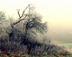 Preview wallpaper trees, bushes, hoarfrost, grass, frosts, october, fog