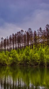 Preview wallpaper trees, bushes, lake, reflection, sky, clouds