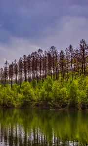 Preview wallpaper trees, bushes, lake, reflection, sky, clouds