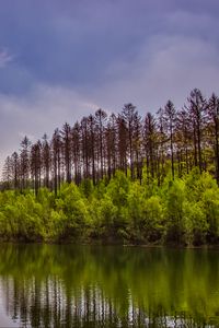 Preview wallpaper trees, bushes, lake, reflection, sky, clouds