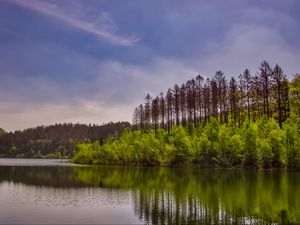 Preview wallpaper trees, bushes, lake, reflection, sky, clouds