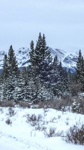 Preview wallpaper trees, bushes, mountains, snow, winter, nature